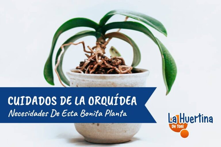 cuidados orquideas