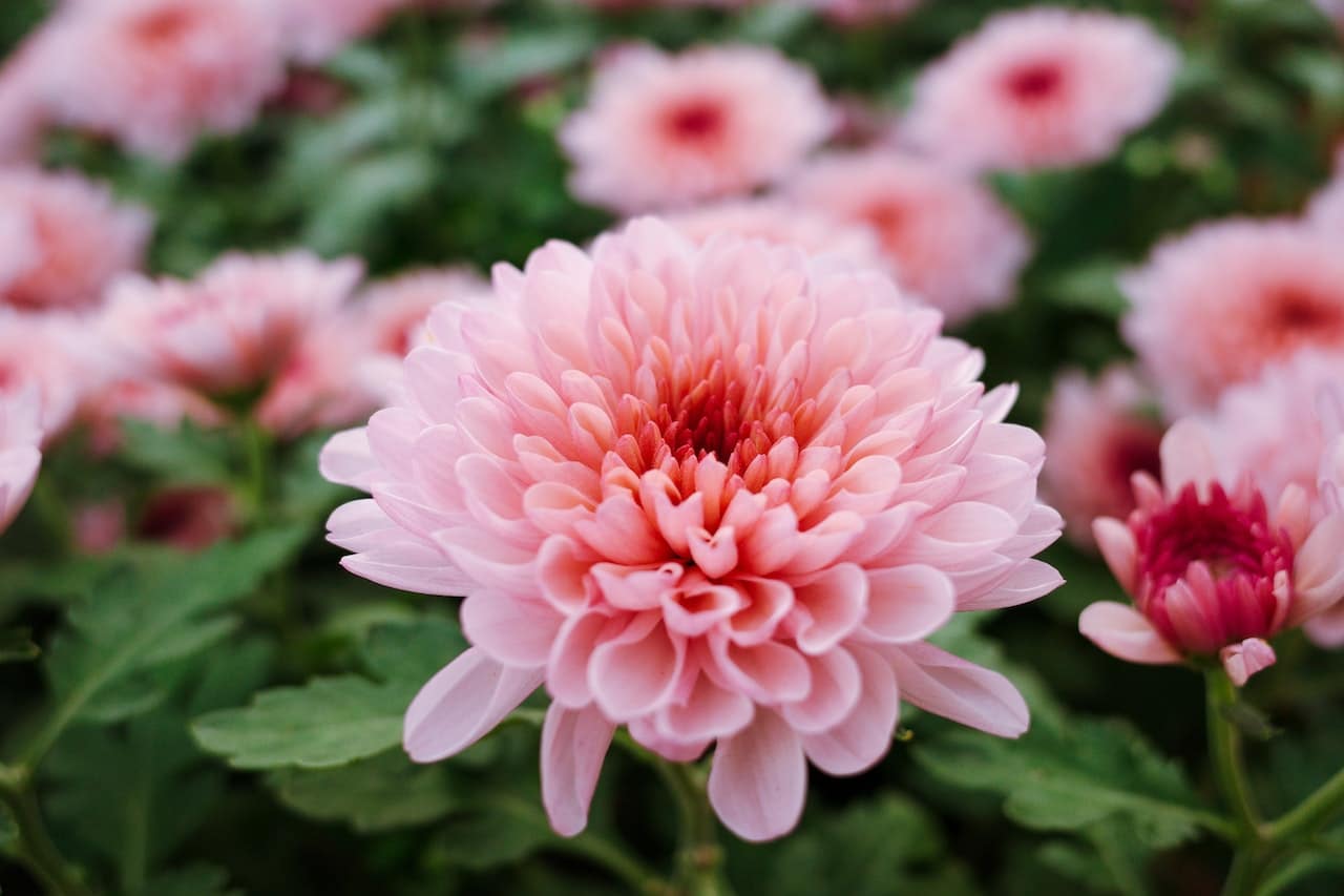 The Chrysanthemum morifolium is small