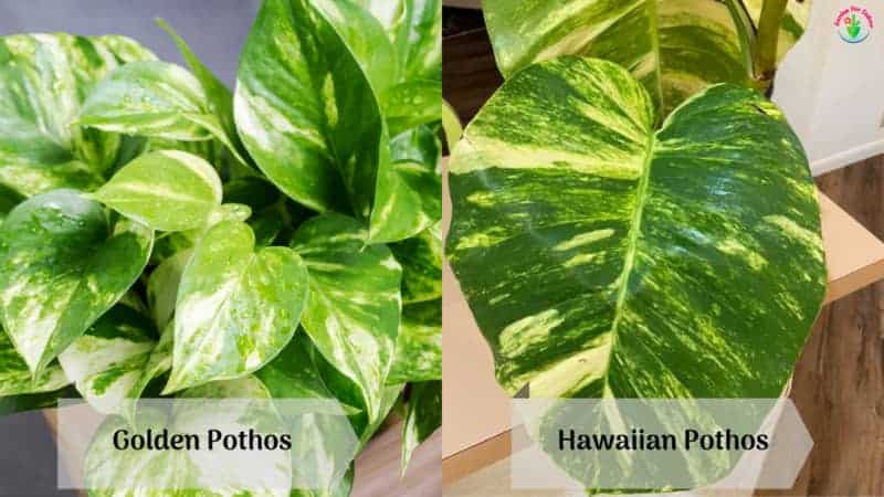 La imagen que muestra la diferencia entre Golden Pothos y Hawaiian Pothos
