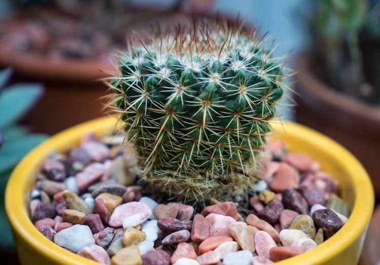 How fast do cacti grow?  –ISBUZZLE