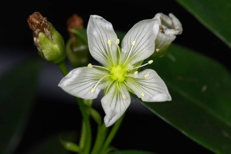 La flor de la venus atrapamoscas es blanca