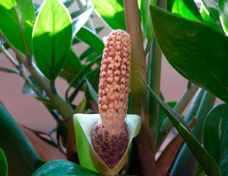 flores de la zamioculca