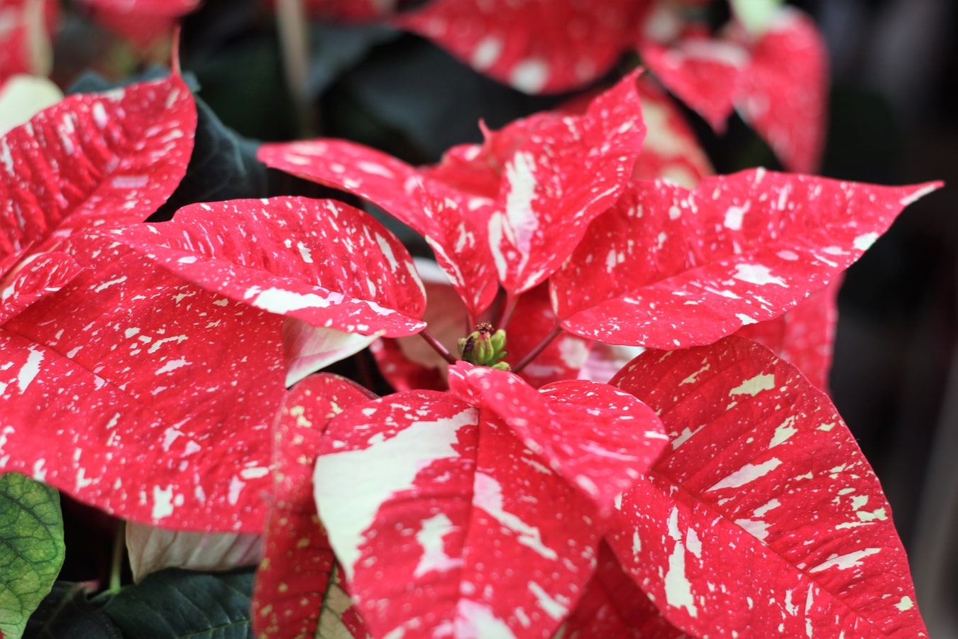 The poinsettia lasts for years