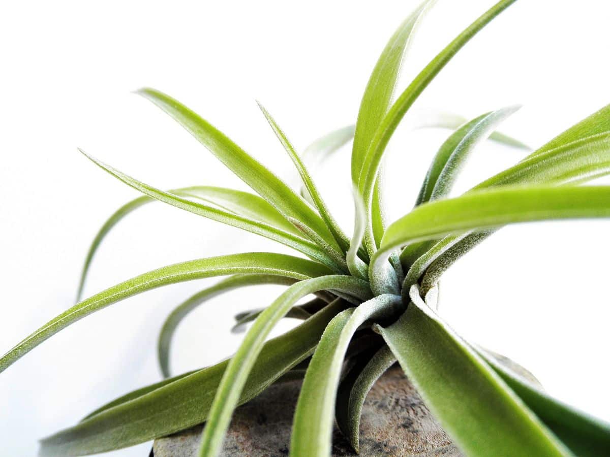 air plants