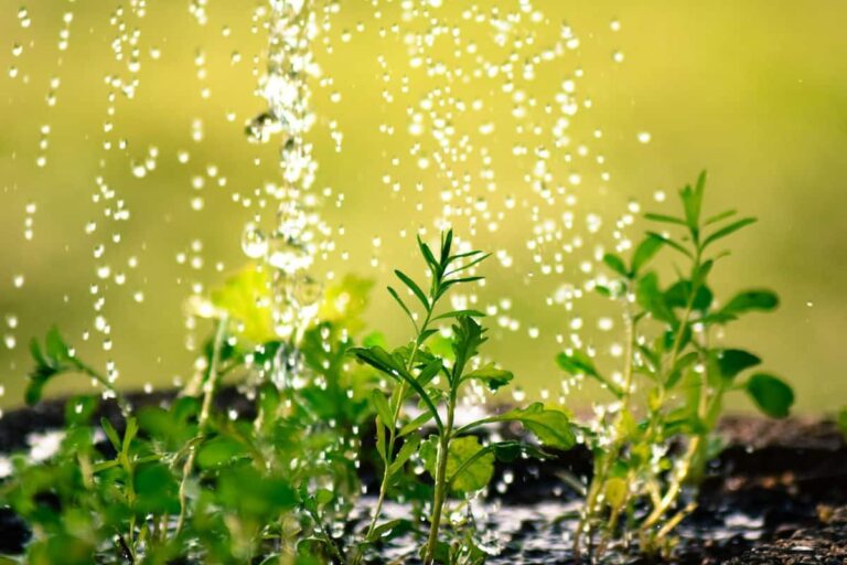 abono l&iacute;quido para plantas