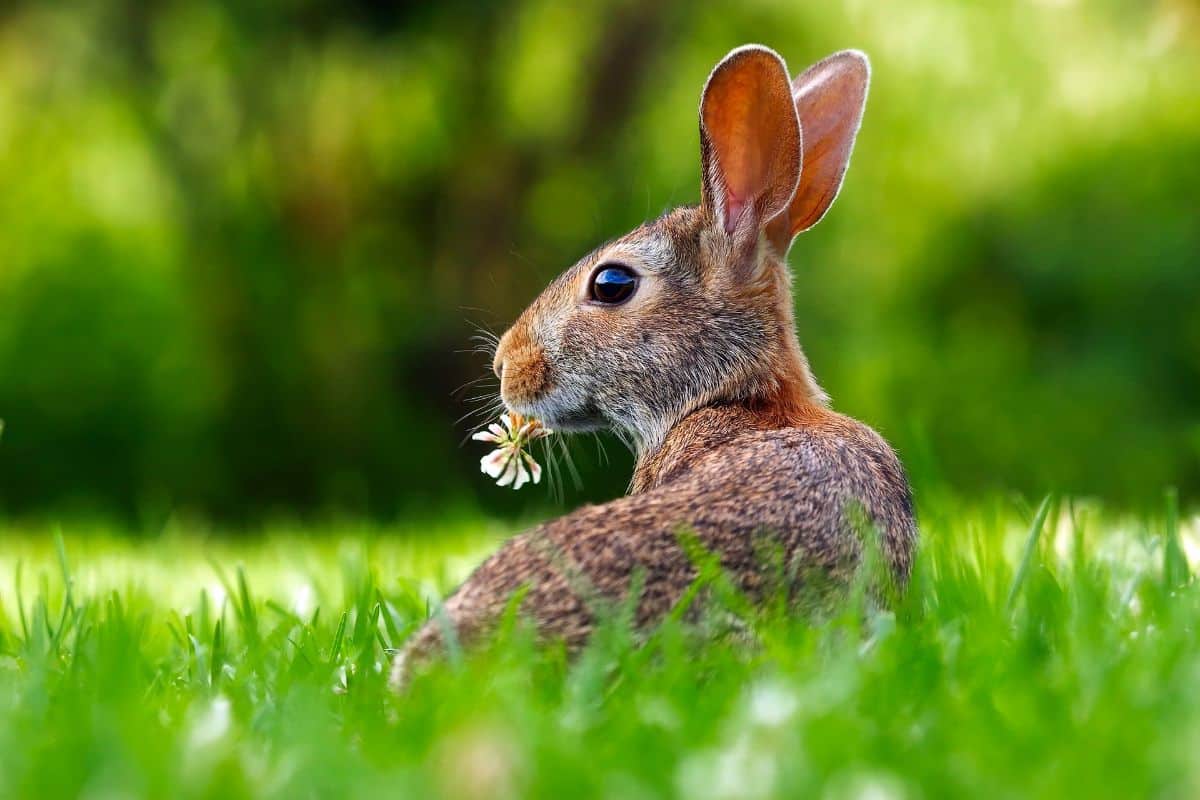 rabbit repellents