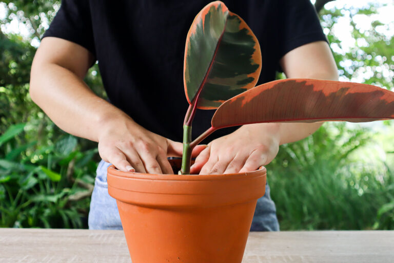 Cómo propagar plantas de caucho a partir de esquejes.
