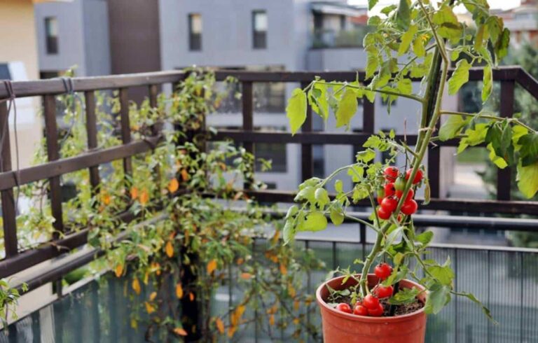 C&oacute;mo entutorar tomates cherry en maceta