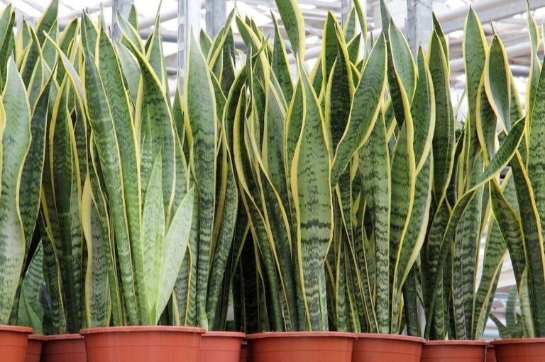 La Sansevieria trifasciata Laurentii es alta