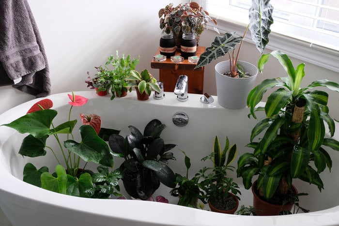 How to water indoor plants without making a mess - ISPUZZLE