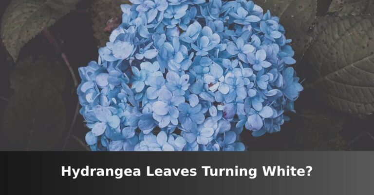 Hydrangea leaves turn white [5 Causes And Solutions] –ISBUZZLE