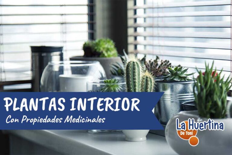 plantas de interior con propiedades medicinales