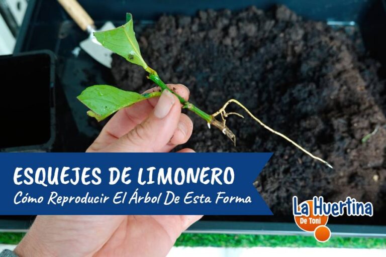 esquejes de limonero