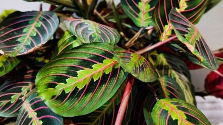 planta de interior decorativa