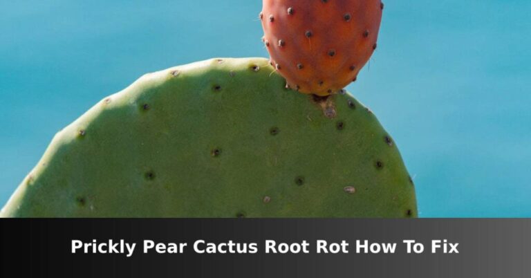 Nopal Root Rot (How to Store) – ISPUZZLE