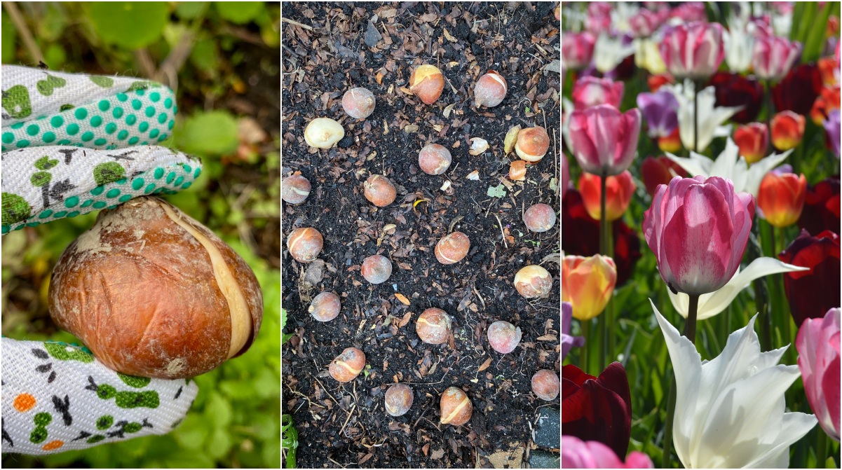 Plant tulip bulbs and spikes for longer flowering