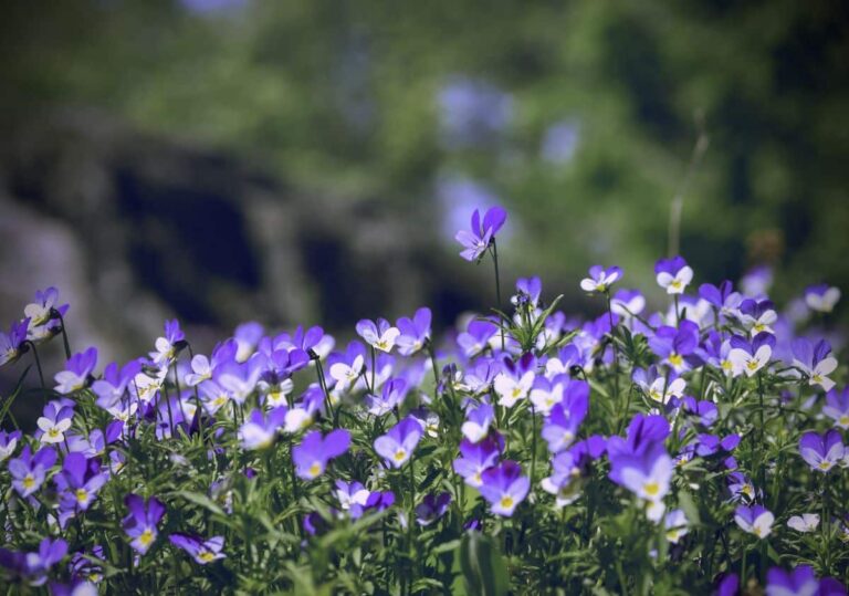 plantas que florecen en navidad viola tricolor