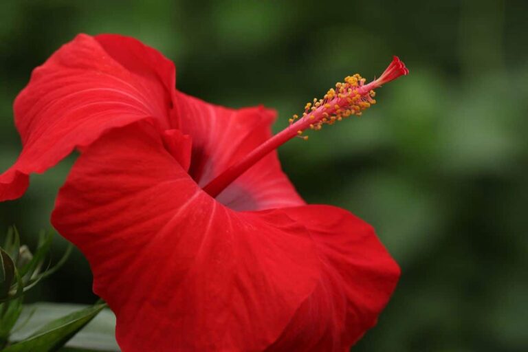 hibisco rojo