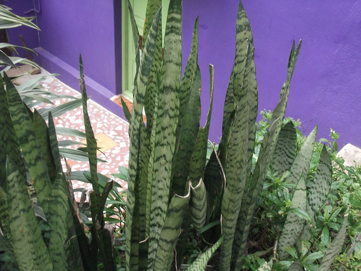 Sansevieria zeylanica