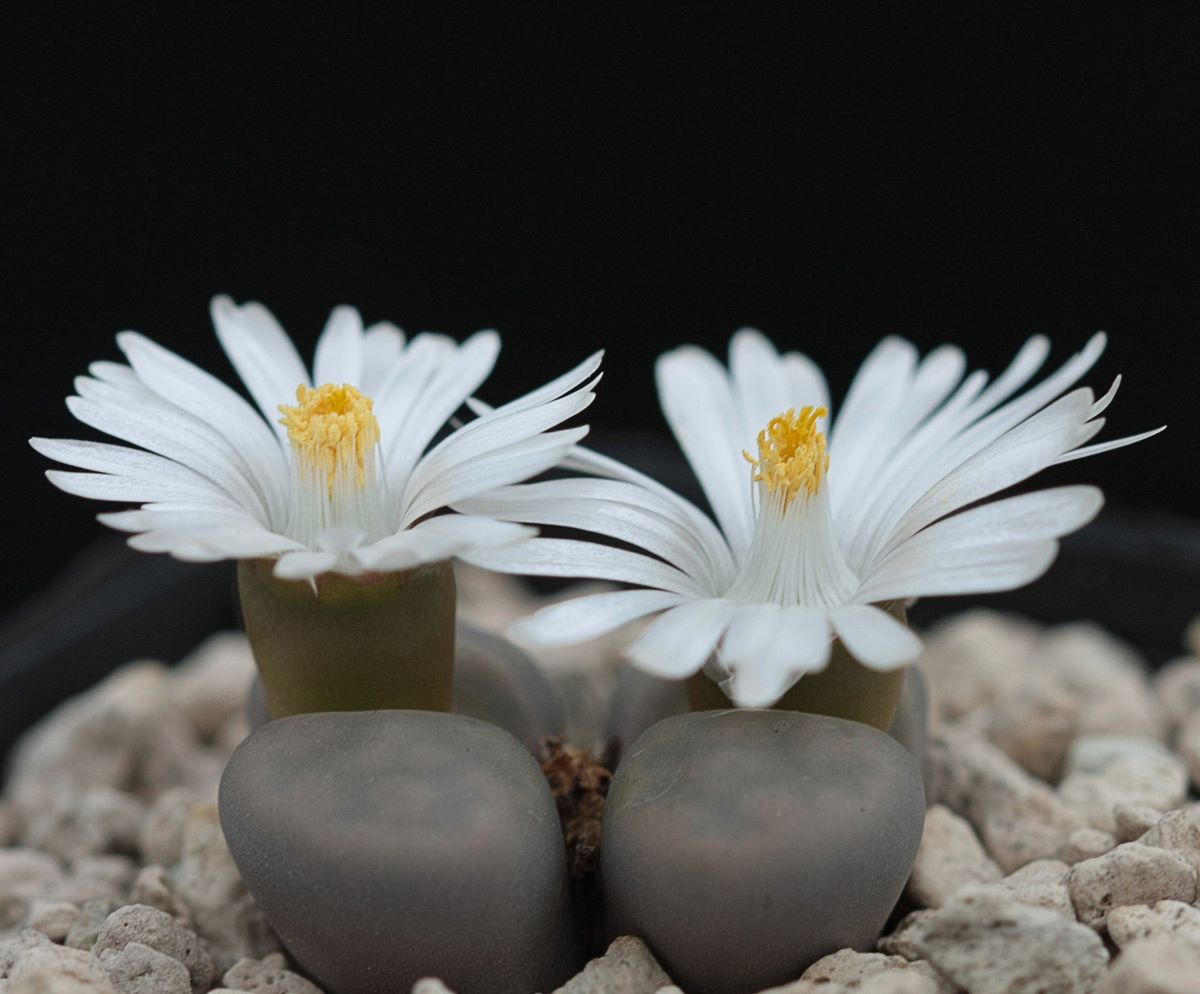 Lithops is a succulent that produces small white flowers.