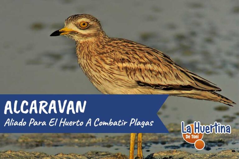 alcaravan