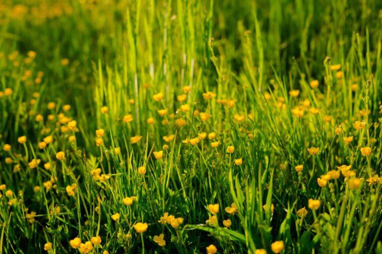 Las plantas h&iacute;bridas son interesantes
