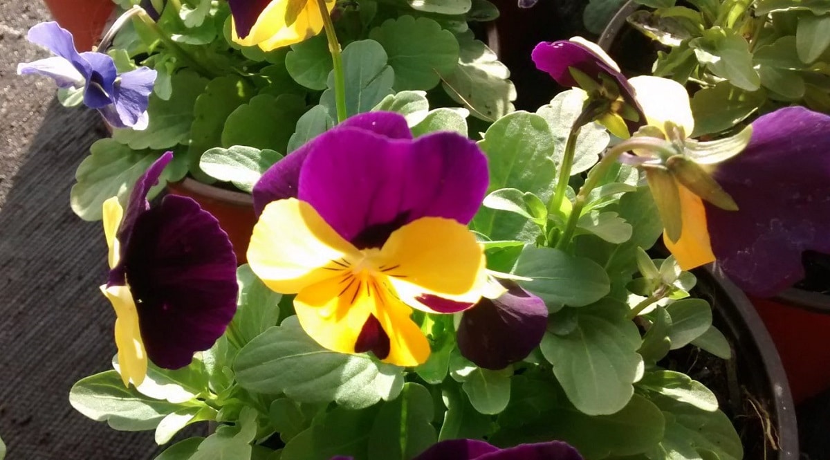 What is the care of the Viola cornuta