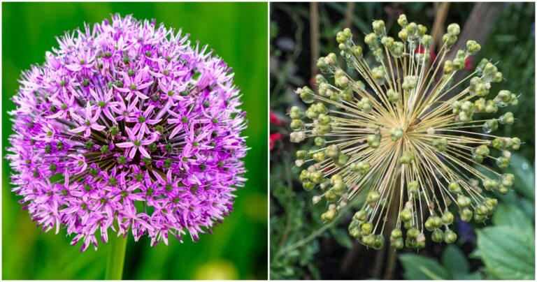 Qué hacer con alliums después de la floración