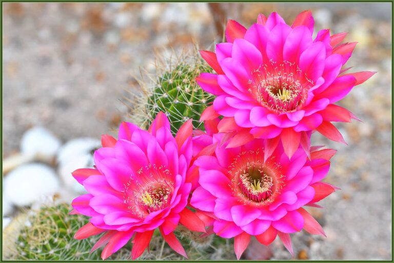 Los cactus son plantas muy bonitas