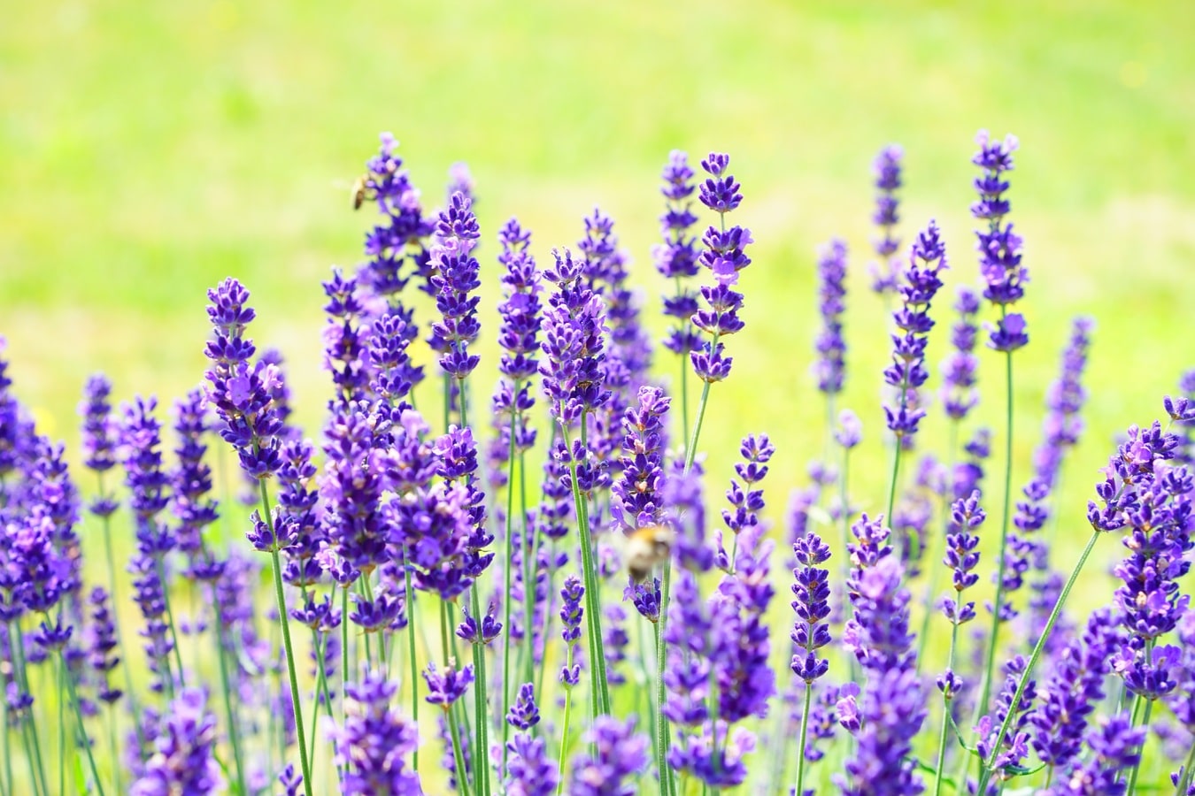 How to replant lavender?