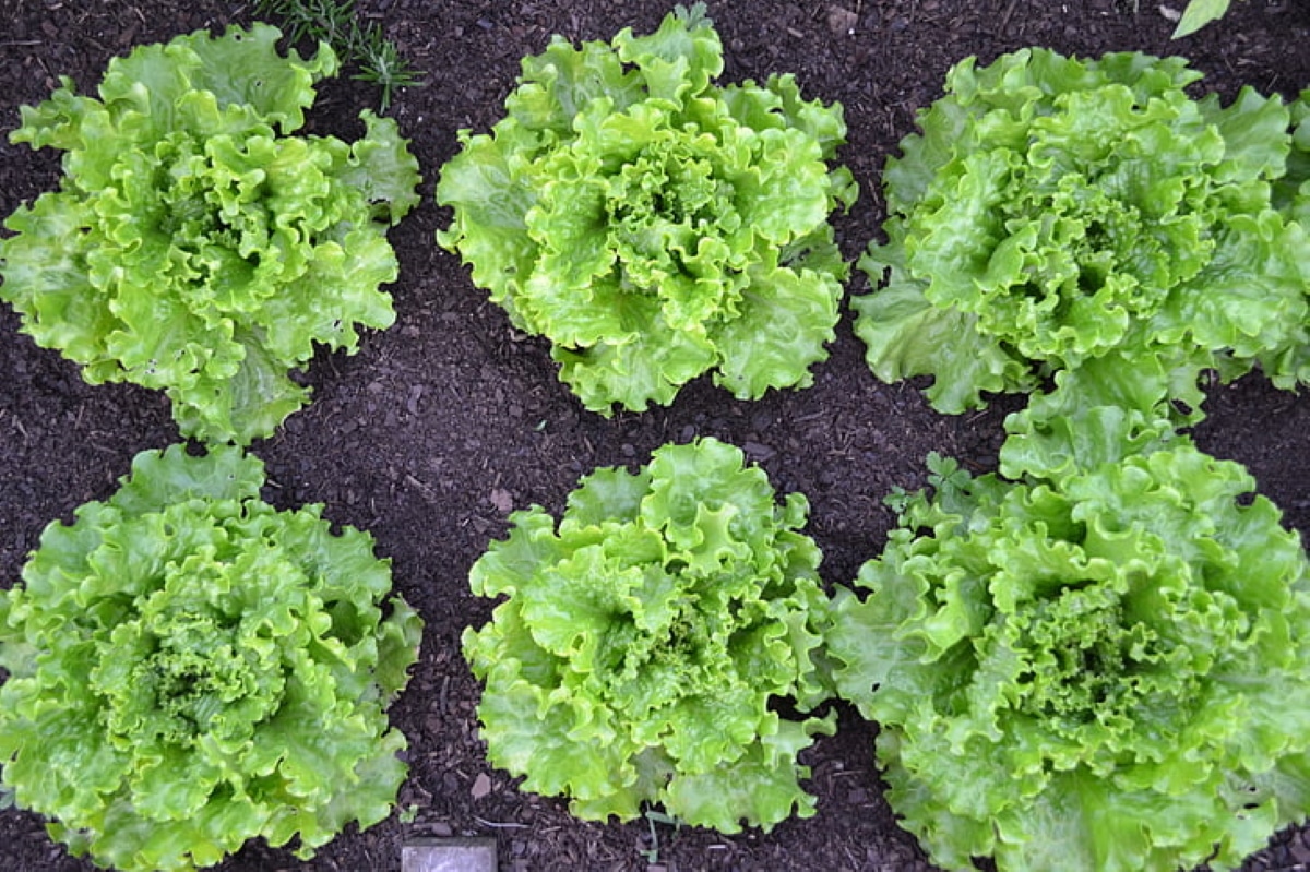Tips and tricks for tying lettuce