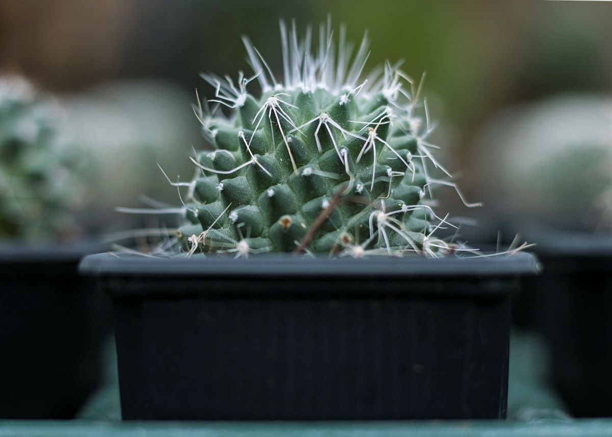 Potted cacti need to be repotted from time to time.