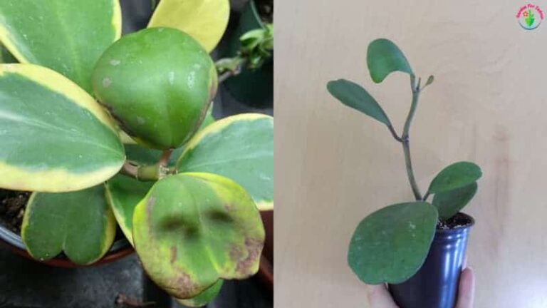 Curling de hojas de Hoya Kerrii en maceta para uso interior.