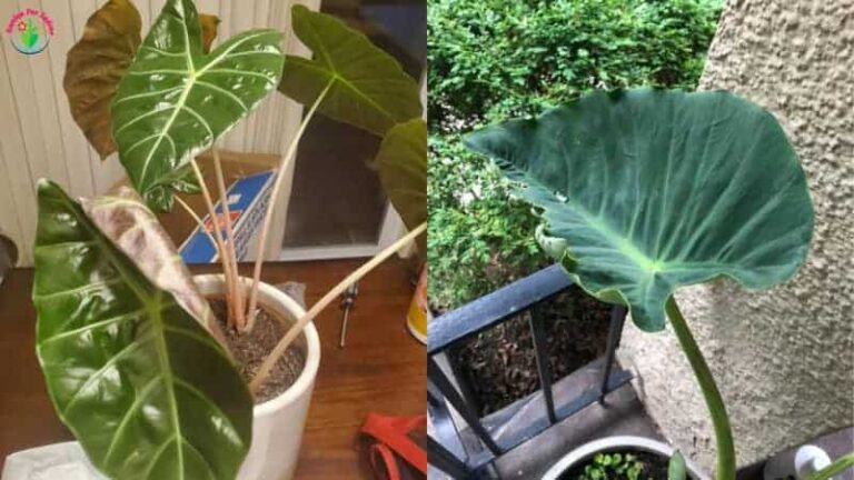 Hojas de planta de oreja de elefante de interior rizadas.