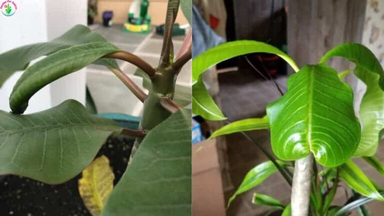 La planta de plumeria en maceta de interior muestra signos rizados.