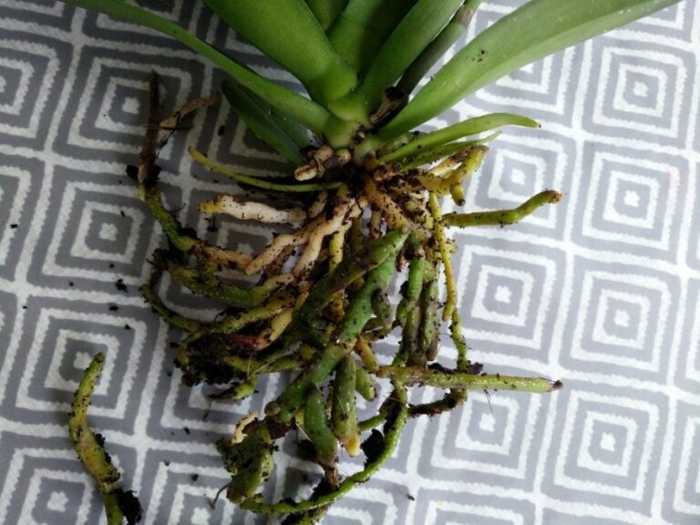 ¿Por qué las orquídeas tienen raíces verdes?