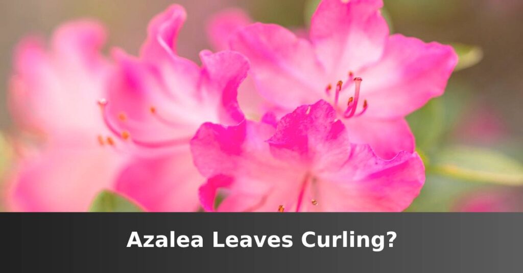 azalea leaf loop [Top 5 Causes And Solutions] –ISBUZZLE