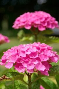 a hydrangea