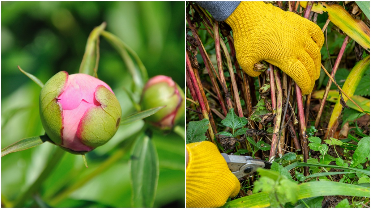 10 reasons why your peonies are not blooming