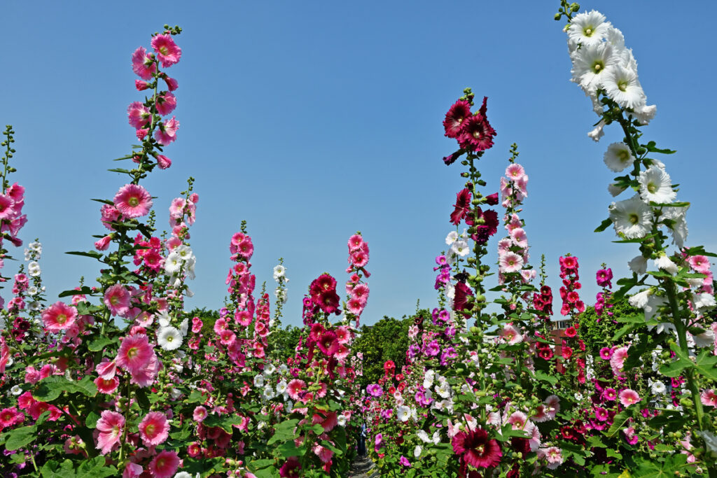10 Tips for Heavenly Hollyhock Flowers - ISPUZZLE