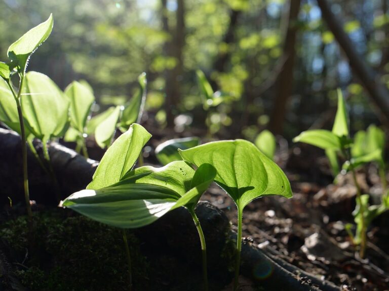 Las plantas son muy curiosas