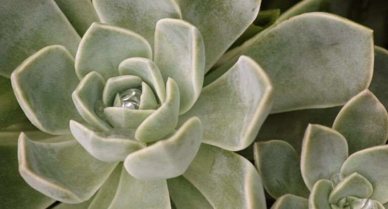 Las echeveria son plantas de hoja carnosa