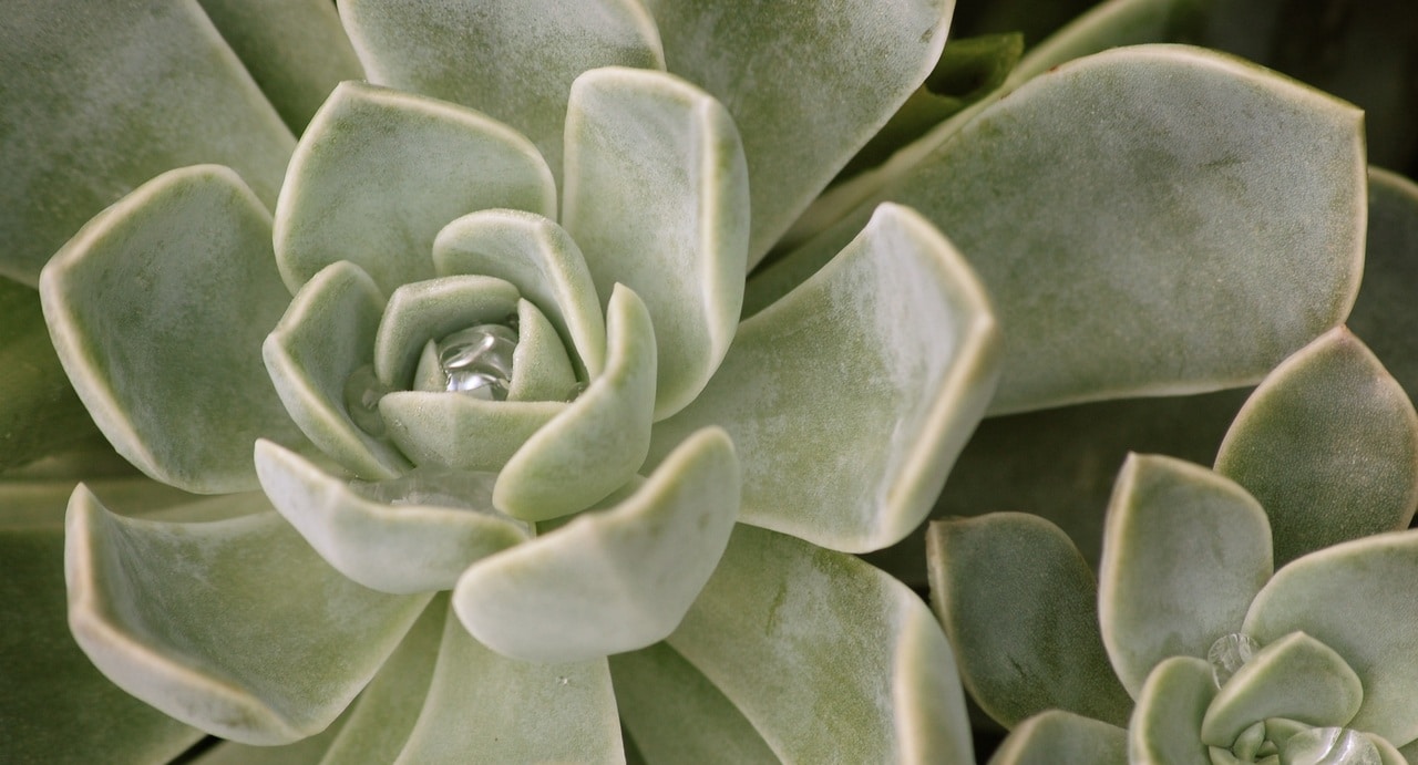 Echeveria are plants with fleshy leaves.