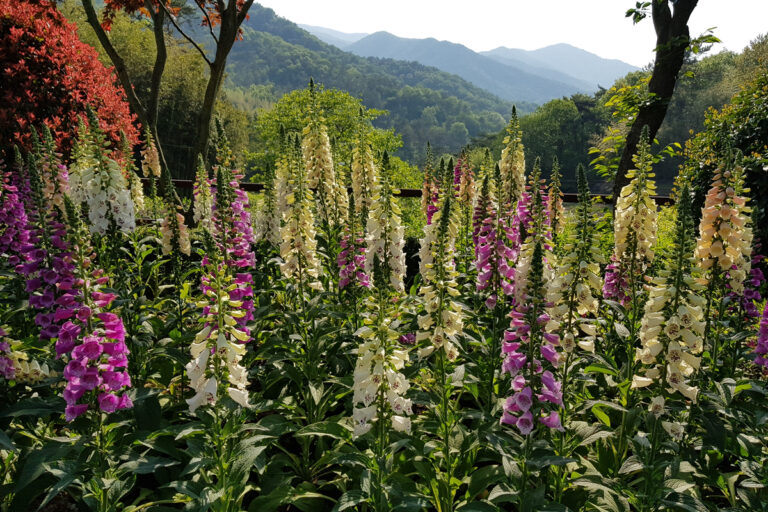 10 secrets for beautiful foxglove flowers - ISPUZZLE