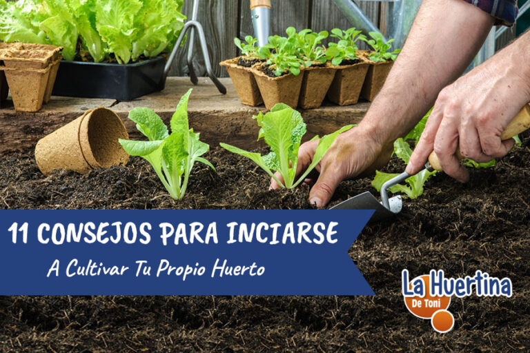 huerta para principiantes