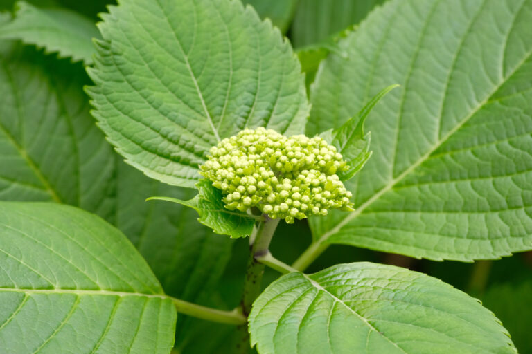 12 razones por las que tu hortensia no florece y cómo solucionarlo