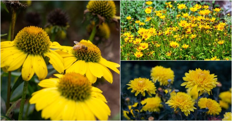 12 flores perennes amarillas para agregar sol a tu patio trasero