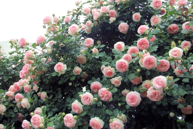 14 reasons to plant a rose hedge (and how to do it)