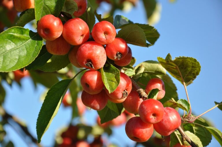 Hay muchos &aacute;rboles con frutos rojos