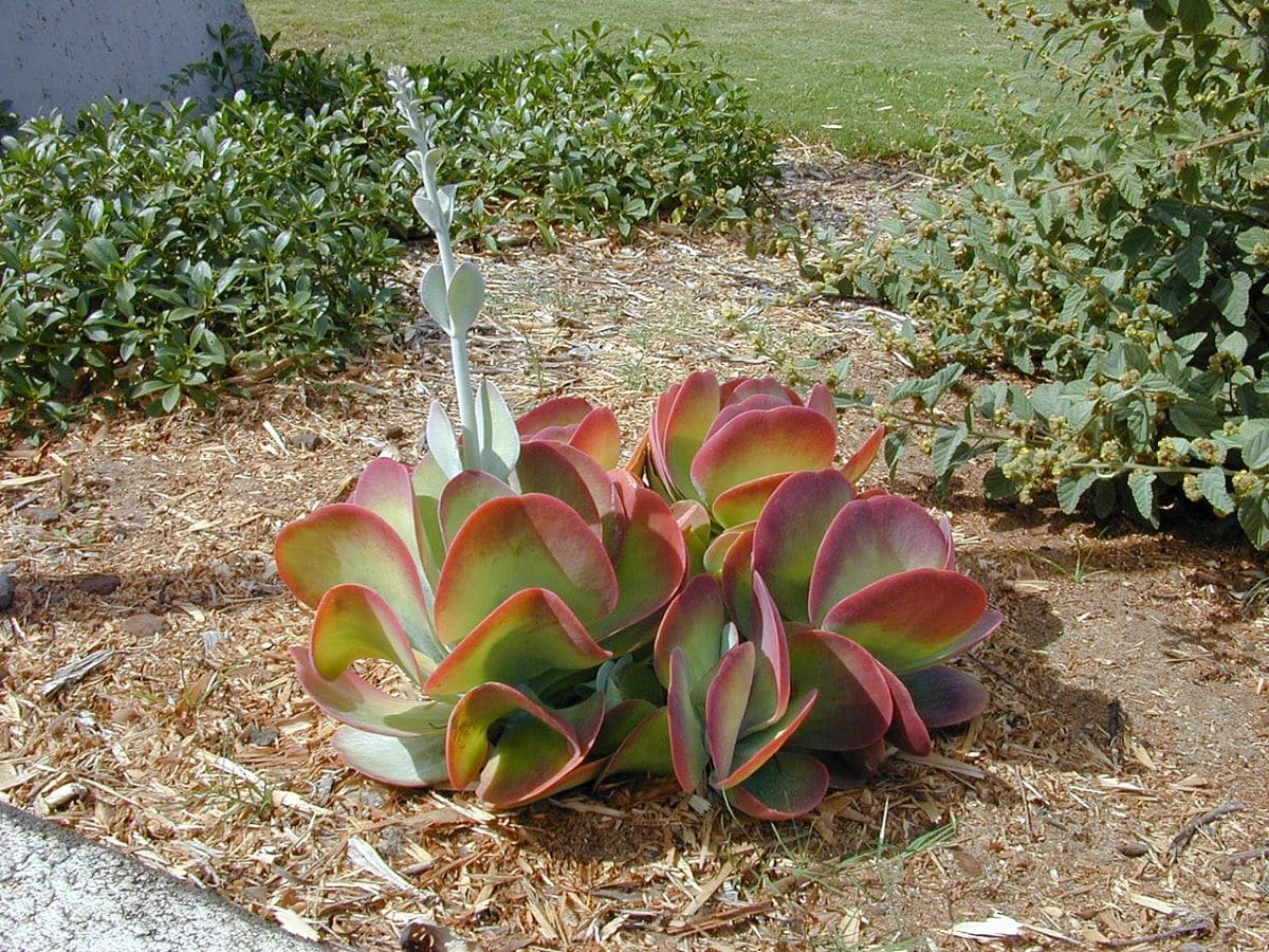 Kalanchoe thyrsiflora dies after flowering